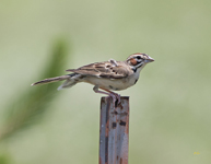 Lark Sparrow